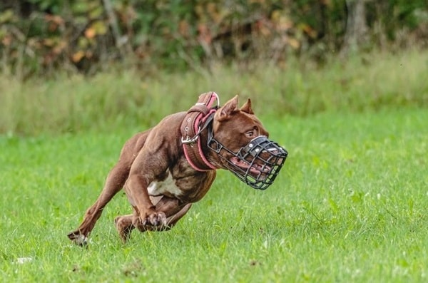 Американський пітбультер'єр