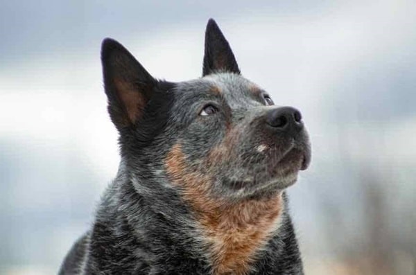 Австралійський пастуший собака