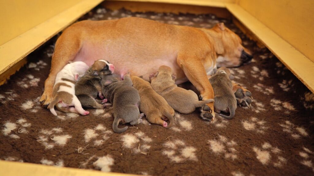 Чому не можна брати цуценя з першого посліду?