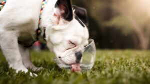 Чому собака багато п’є води?