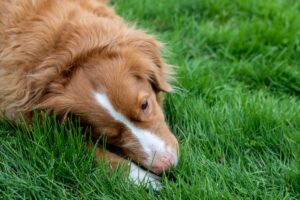 Чому собака гризе лапи?