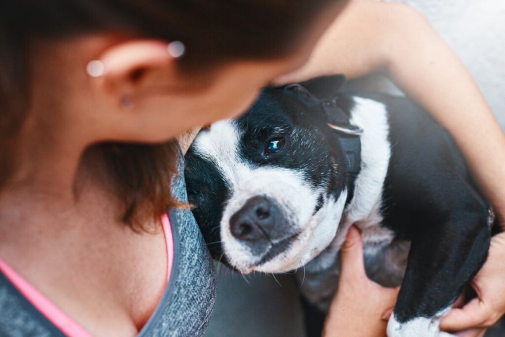 Чому собака притискається до господаря?