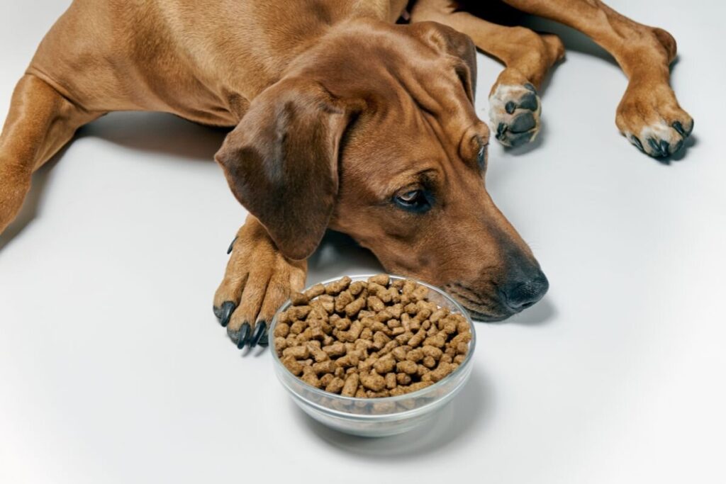 Чому собака став боятися їсти з миски?