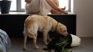 Чому собака їсть землю?