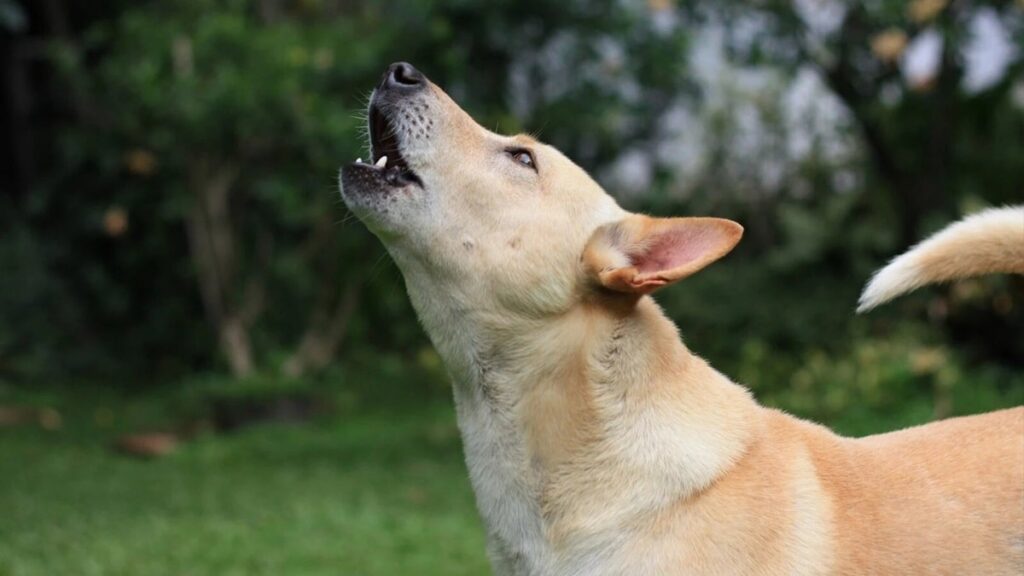 Чому виє собака?