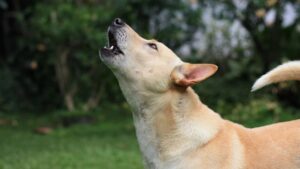 Чому виє собака?