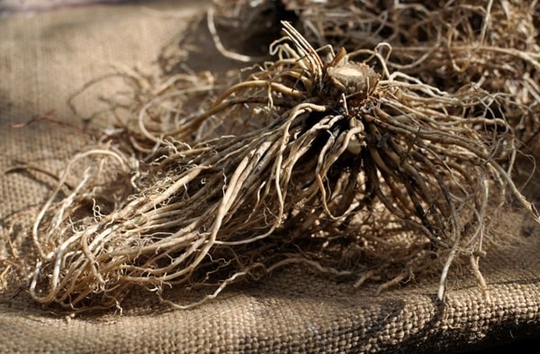 Чи можна собакам валеріанку?