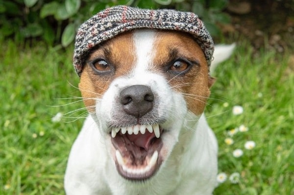 Джек-рассел-тер'єр