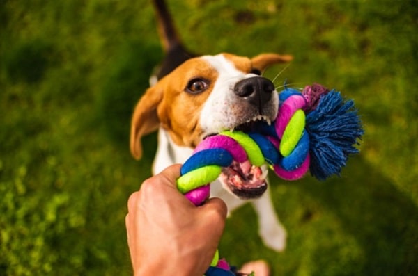 Іграшка для собак — канат