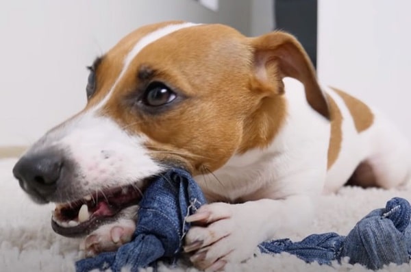 Іграшка для собаки з джинсів