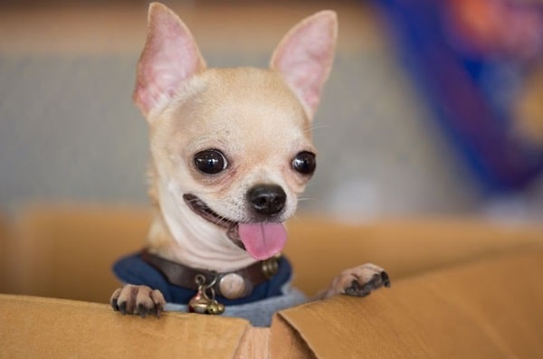 Іграшка для собаки з паперу