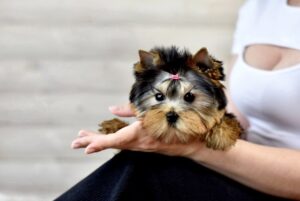 Клички для дівчаток йорків — 500 імен для йоркширського тер’єра.