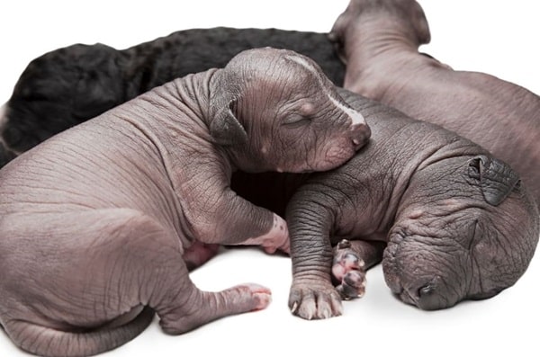 Коли у цуценят відкриваються очі та вуха?