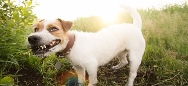 Що робити, якщо собака їсть землю?