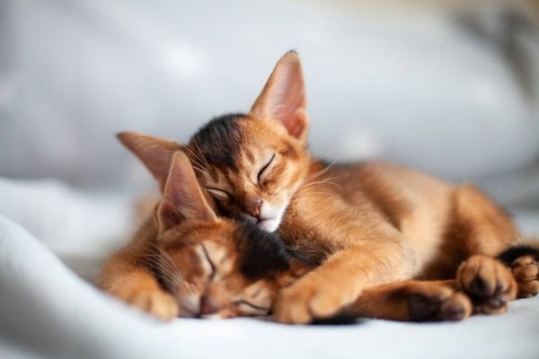 Що викликає алергію на кішок?