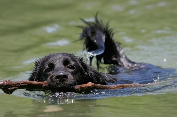 Хвіст собаці, допомагає балансувати на воді