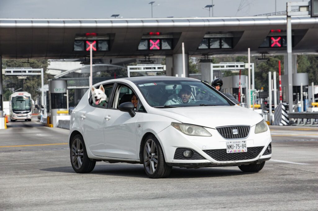 Собаку заколисує (закачує) в машині? Що робити?