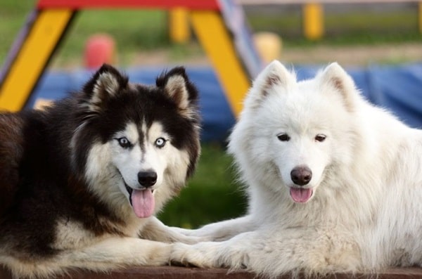 Зграйні собаки, які добре ладнають один з одним