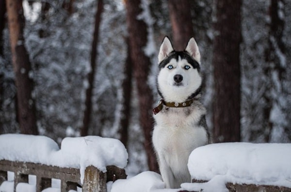 Сибірський хаскі