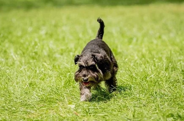 Цвергшнауцер