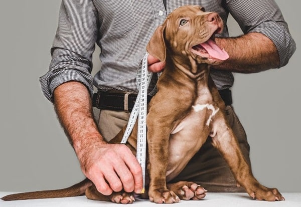 У якому віці собаки перестають рости?