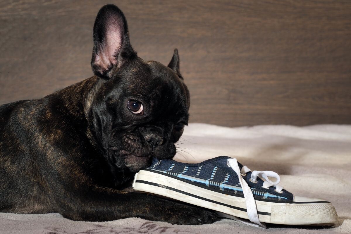 Як відучити собаку гризти взуття?