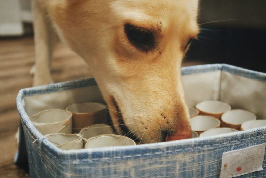 Як зробити іграшку для собаки з непотрібних речей?