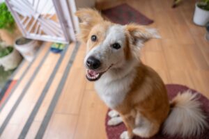 Як зрозуміти, що собака хоче в туалет?