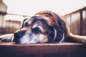 Як зрозуміти, що собака скоро помре?