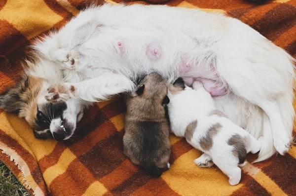 Які соски дають найбільше молока?