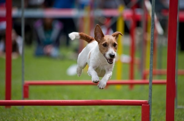 Аджиліті — спорт, у якому собака долає смугу перешкод