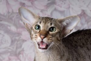 Алергія на орієнталів — чи вважаються вони гіпоалергенними чи ні?