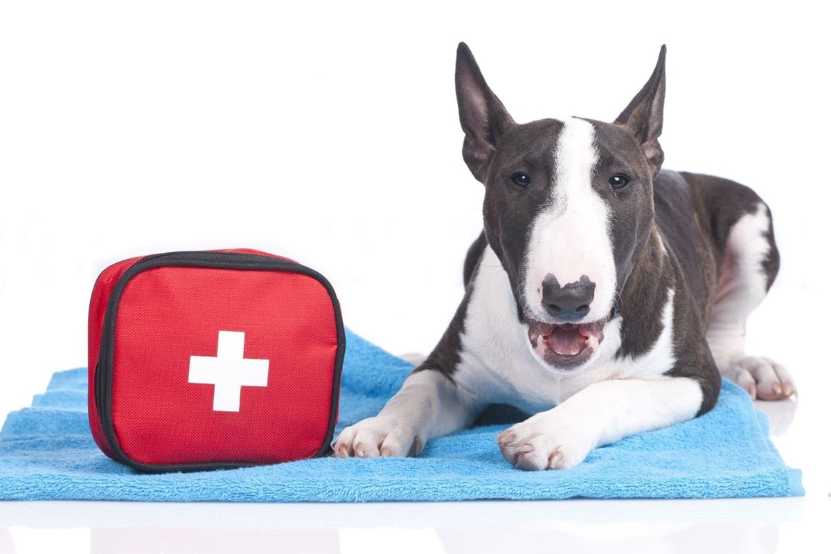 Аптечка для собак — список необхідного.