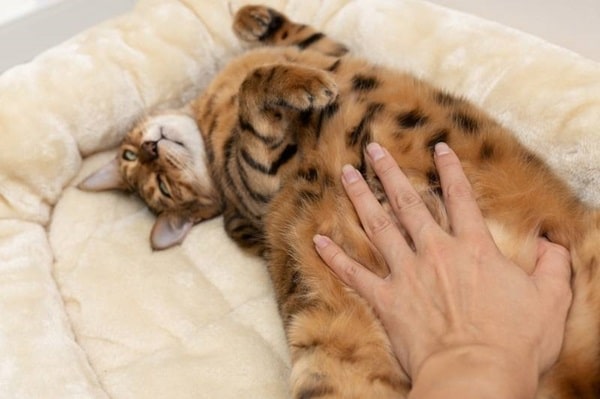 Бенгальські кішки — гіпоалергенна порода чи ні?