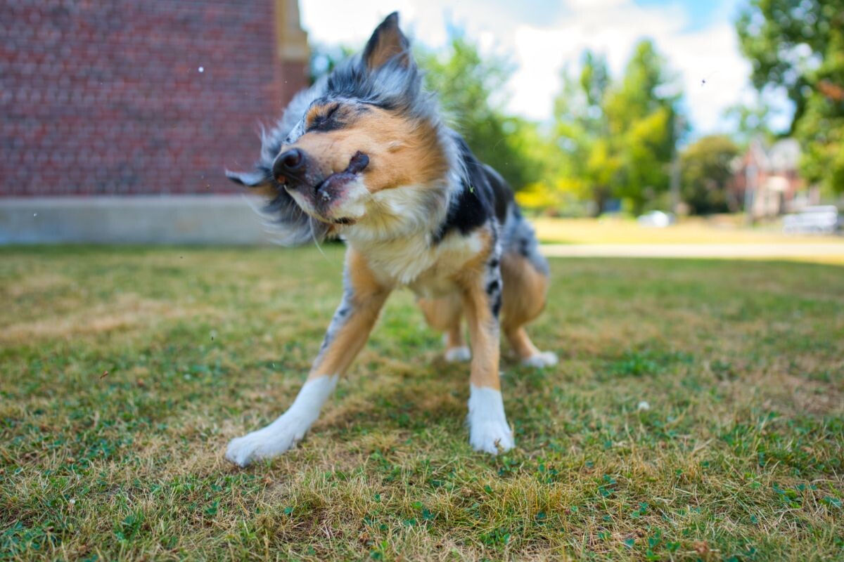 Чому собака трясе головою і чухає вуха?
