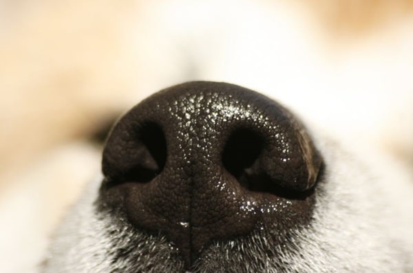 Чому у собаки мокрий ніс?