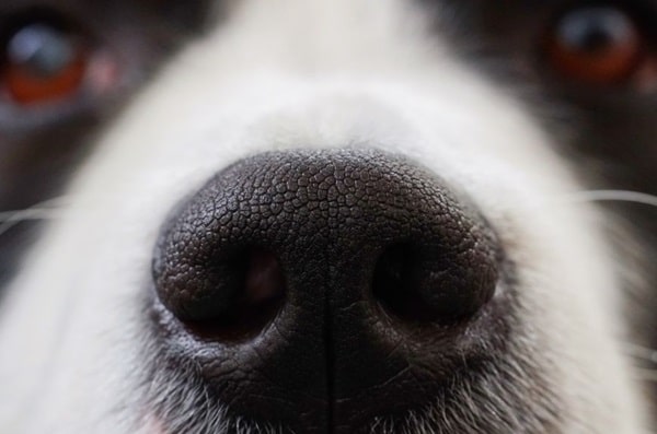 Чому у собаки сухий ніс?
