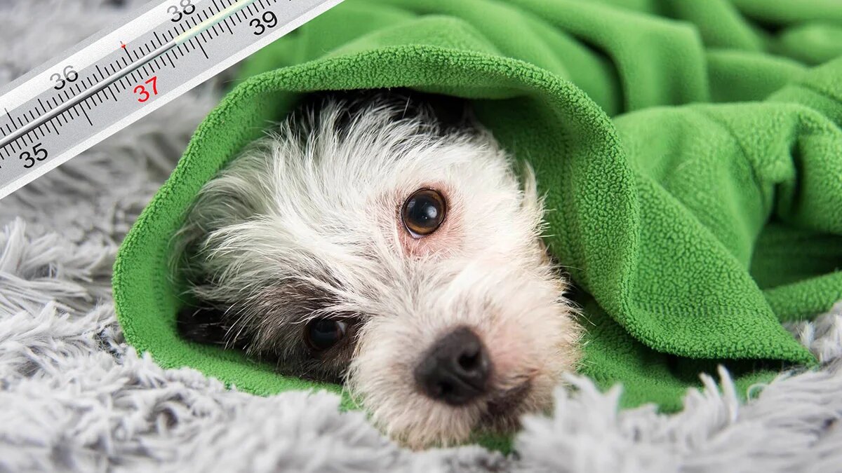 Чи може собака заразитися від людини застудою?