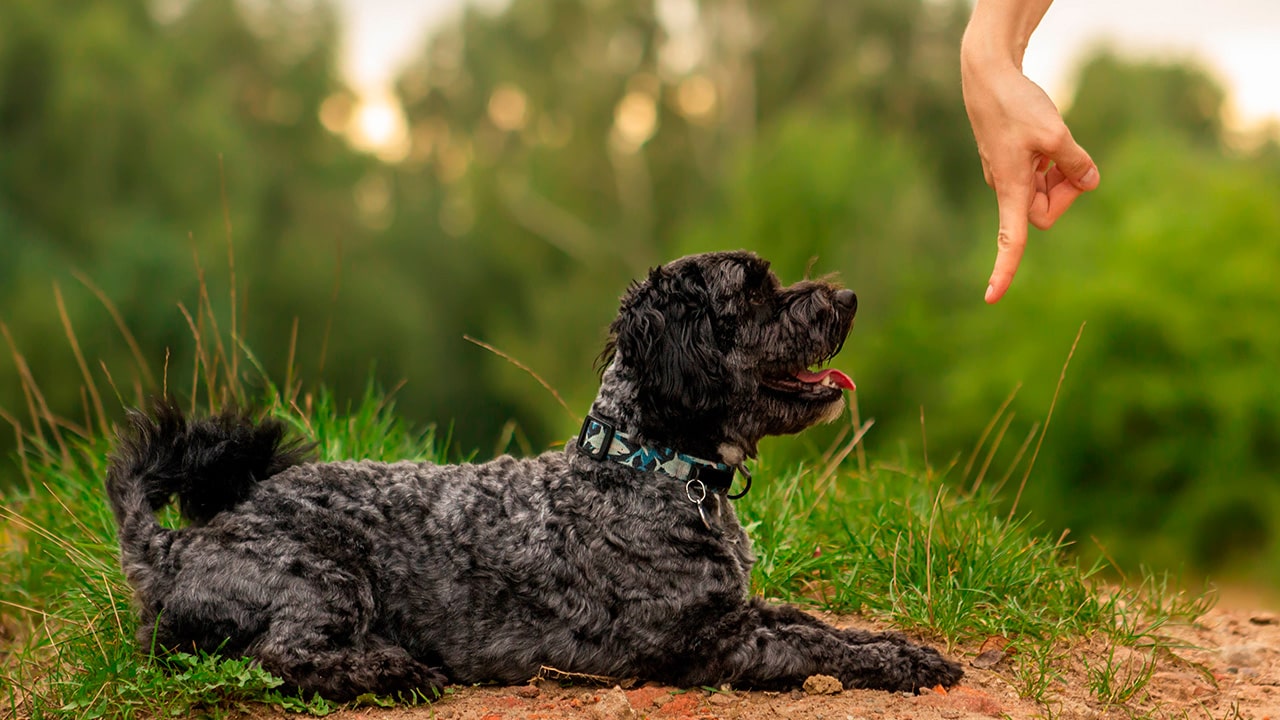 Чи можна бити собаку, якщо він не слухається?