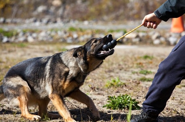 Чи можна навчити дорослого собаку команди «фас»?