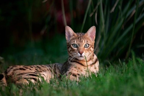 Чи підійде вам «бенгал»?