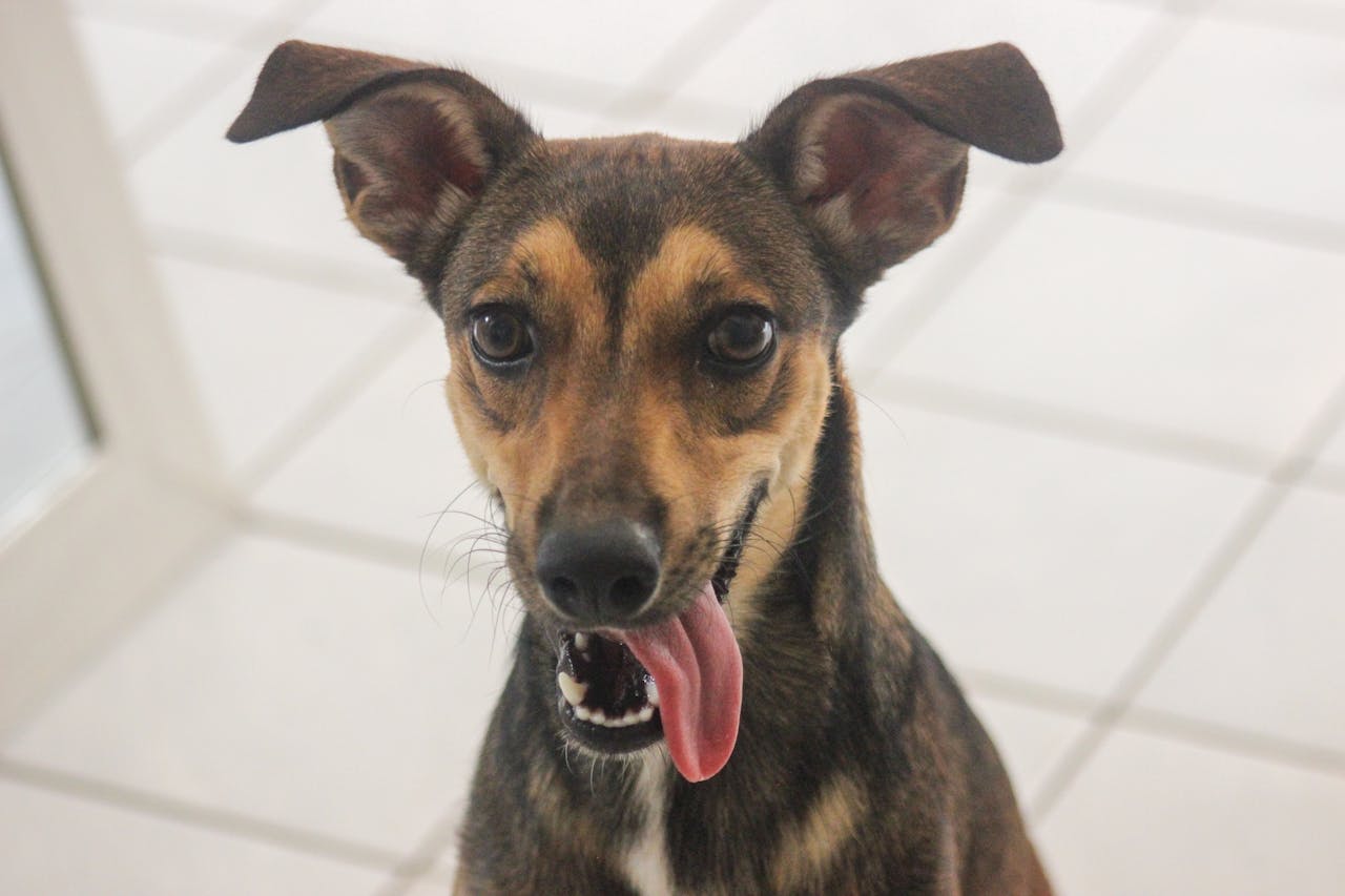 Чи потіють (пітніють) собаки як люди?