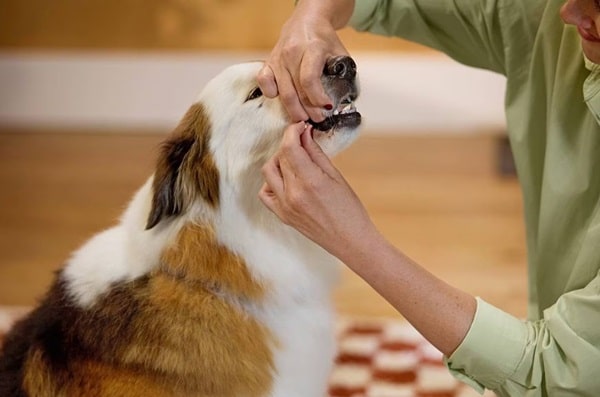 Дайте таблетку руками