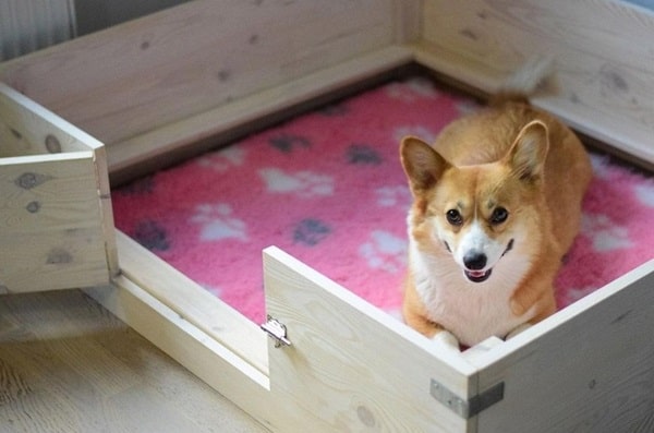 Догляд за вагітною собакою