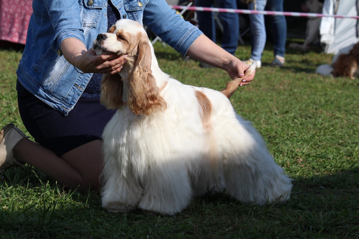 Хендлер (гандлінг) для собак — хто це?
