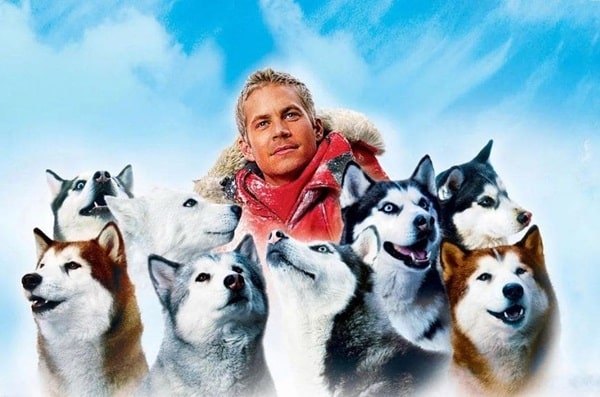 Підбираємо кличку для хаскі з фільму «Білий полон»