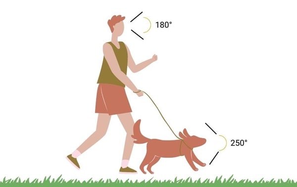 Особливості зору собак