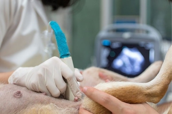 Ультразвук