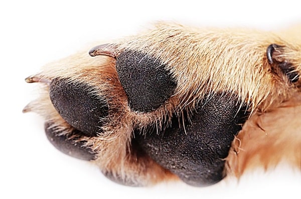 Пітніють (потіють) собаки через лапи
