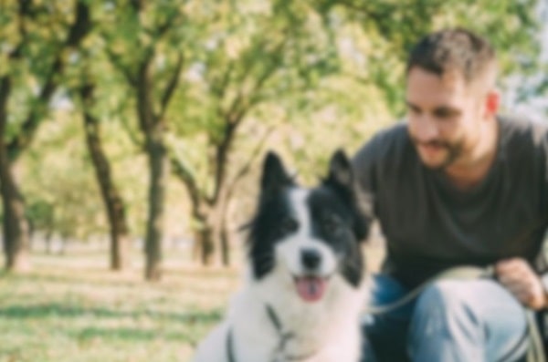 Приклад, як бачить світ собака